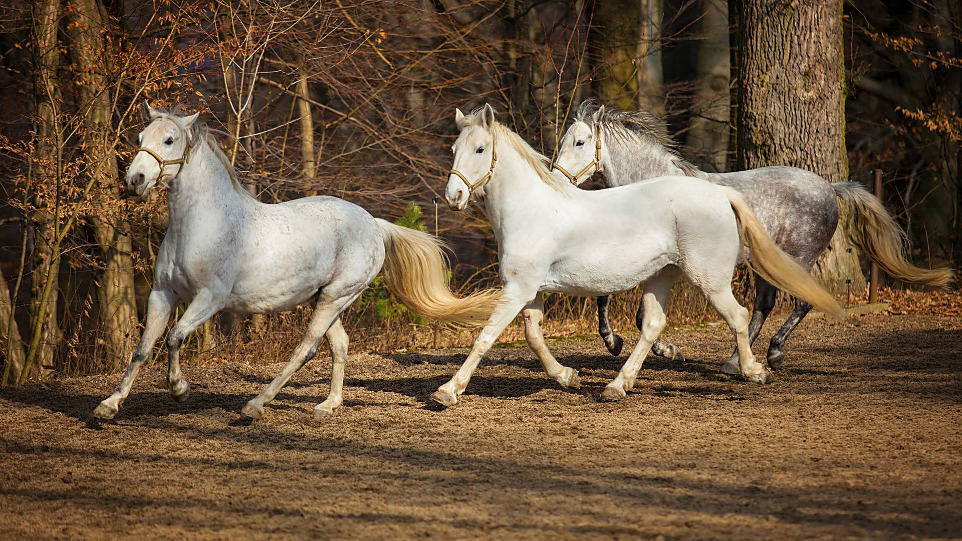 Lippizaner-Pferde (Foto: Colourbox)