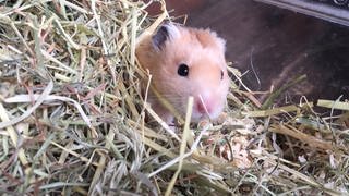 Hamster Brad (Foto: SWR)