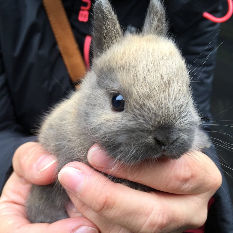 ein Kaninchenbaby