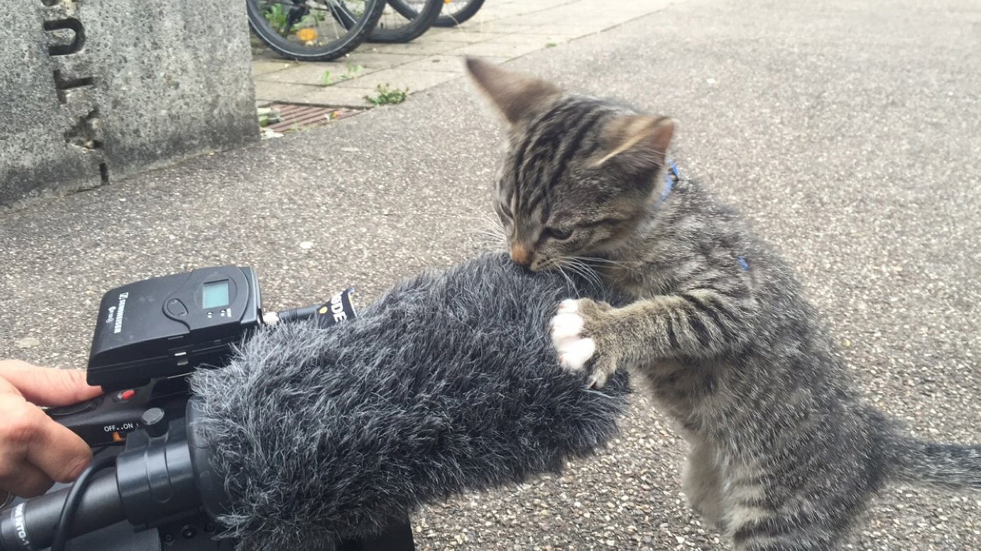 Katzenbaby untersucht Kamera
