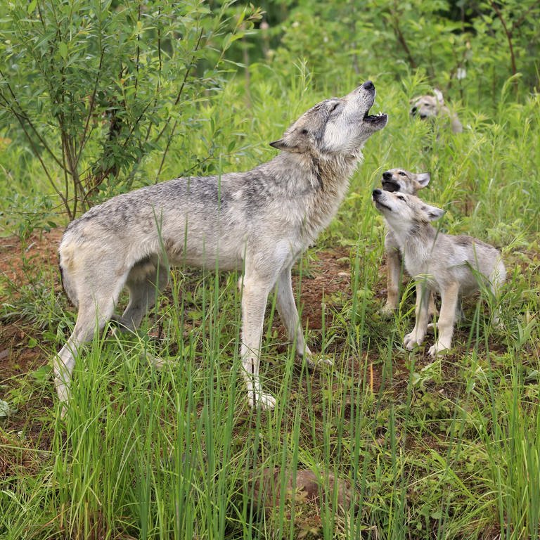 Wolf mit Jungtieren auf Wiese