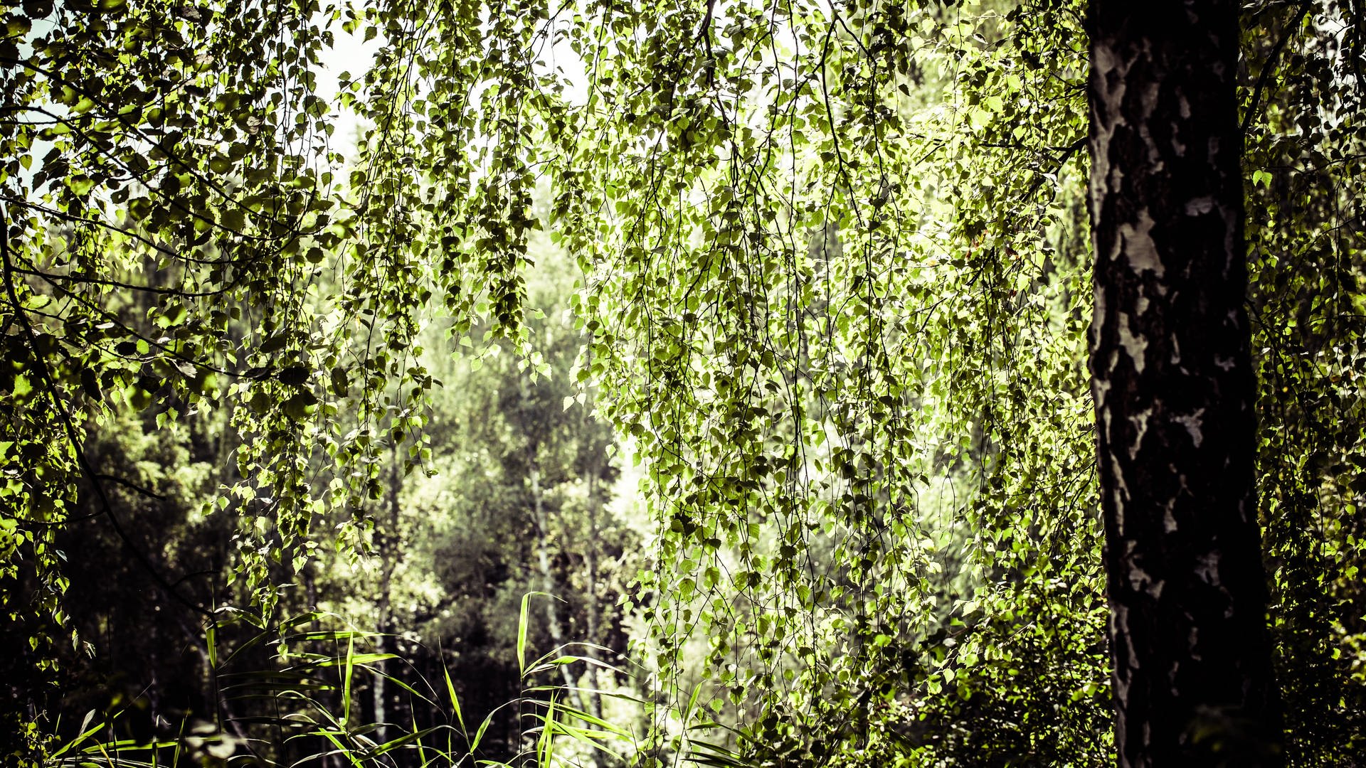 Wald (Foto: Colourbox)