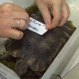 Schildkröte überwintert in einer Box. (Foto: SWR, SWR)