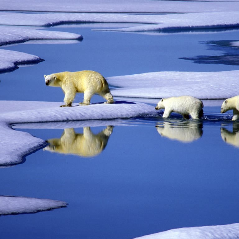 Eine Eisbärenmutter läuft mit ihren Jungen auf Futtersuche über Eisschollen