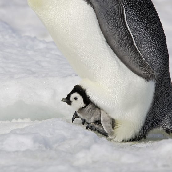 Ein Pinguinküken macht es sich in der warmen Bauchfalte gemütlich. (Foto: picture-alliance / Reportdienste,  picture alliance / WILDLIFE / S.Muller)