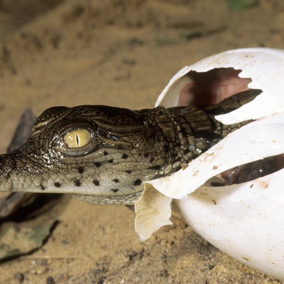 Ein Krokodil schlüpft aus dem Ei. (Foto: picture-alliance / Reportdienste, picture alliance/WILDLIFE/M.Harvey)