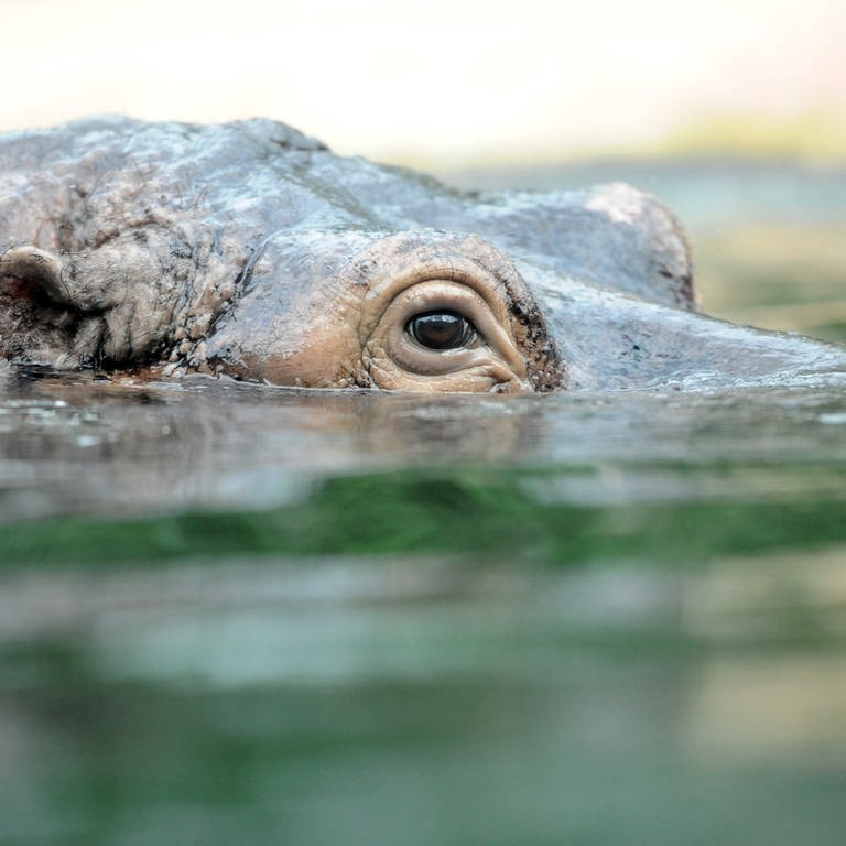 Ein Flusspferd schwimmt (Foto: dpa Bildfunk, Picture Alliance)