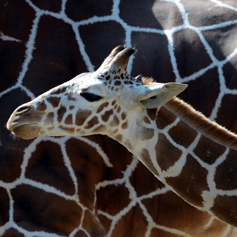 Kopf einer jungen Giraffe vor dem Fell einer erwachsenen Giraffe