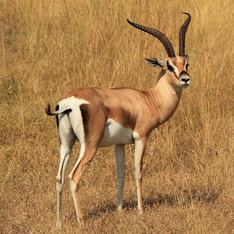 Eine Gazelle in der Savanne