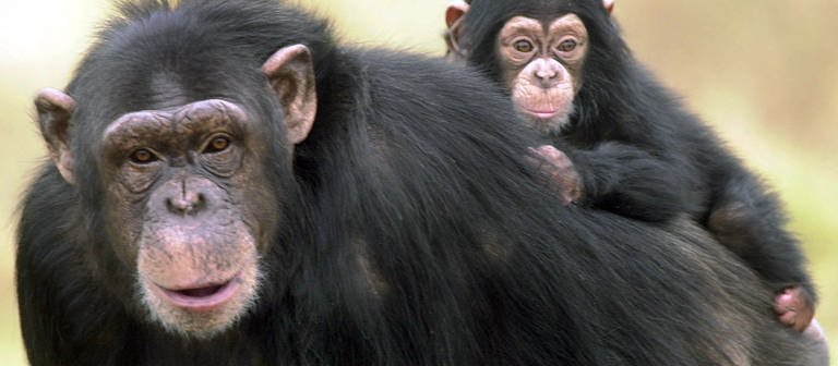 Schimpanse mit Baby
