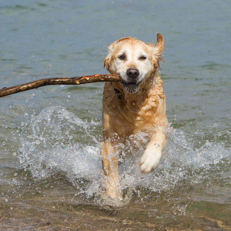 Ein Hund sucht am Strand eine Abkühlung