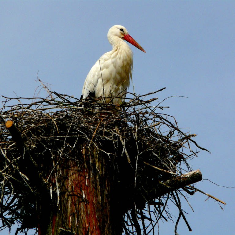 ein Storch sitzt auf seinem Nest (Foto: SWR)