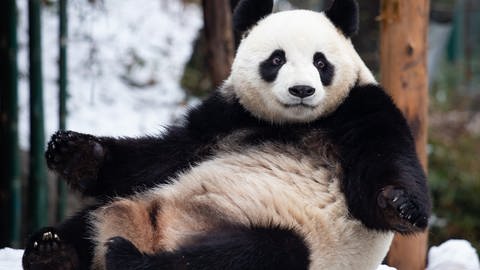 Ein Großer Panda (Foto: Colourbox)