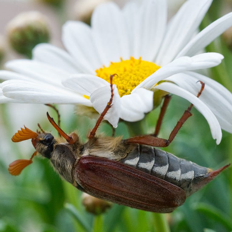 Ein Feldmaikäfer krabbelt auf einer Blume
