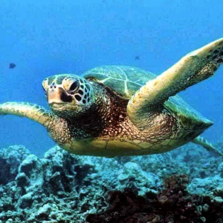 Grüne Meeresschildkröte