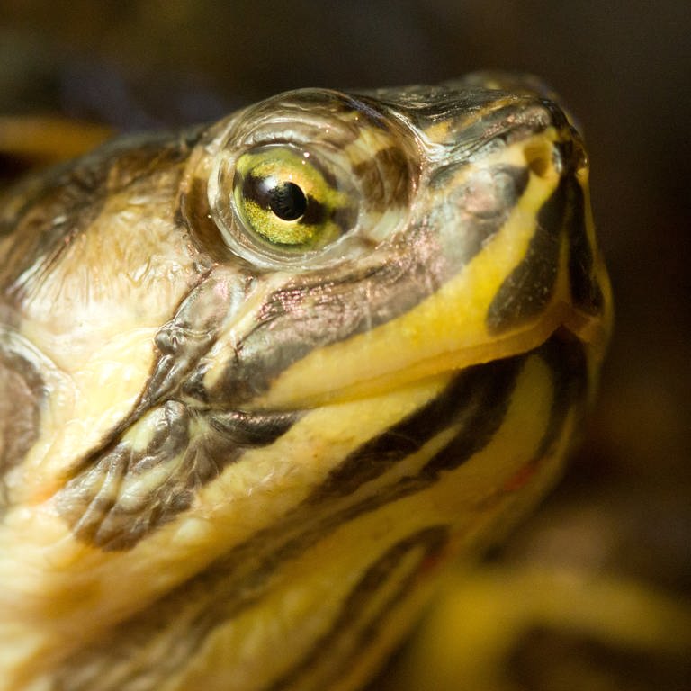 Eine Gelbwangen-Schmuckschildkröte