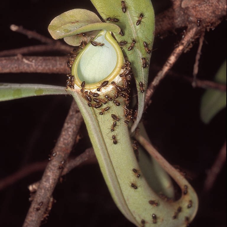 Termiten auf einer Pflanze