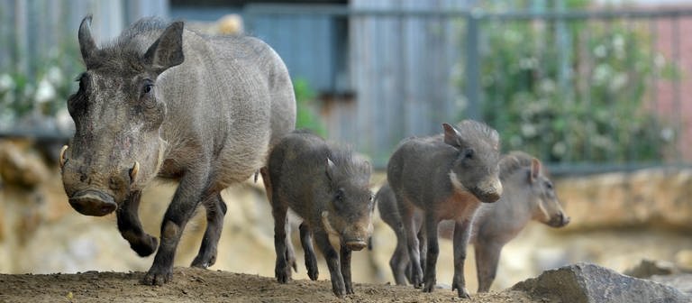 Drei neue kleine Warzenschweine rennen mit der Muttersau (Foto: dpa Bildfunk, Picture Alliance)