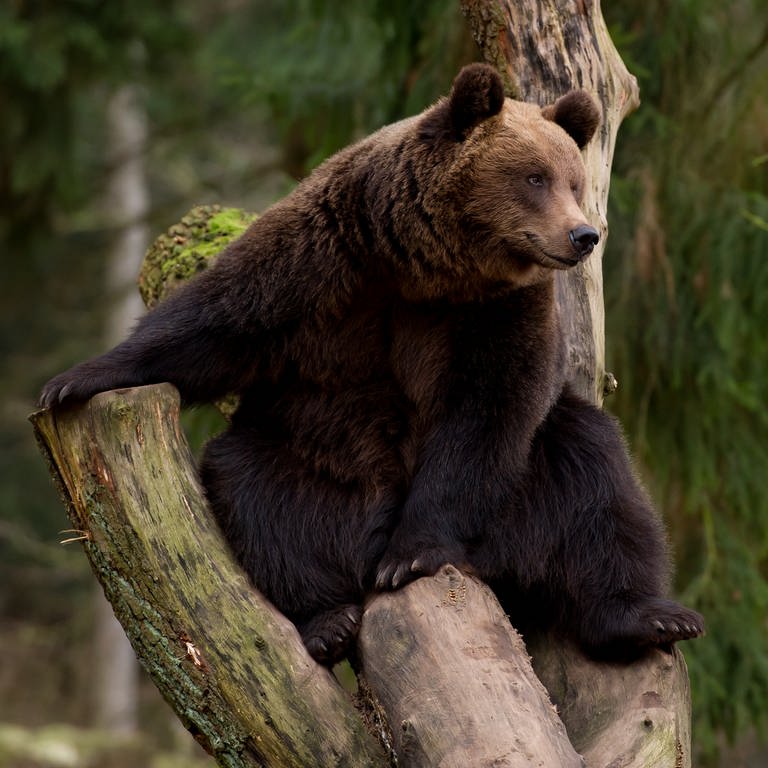 Ein Braunbär sitzt in seinem Gehege auf einem Baumstamm.