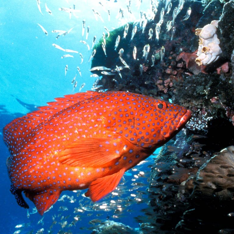 Ein Juwelen-Zackenbarsch schwimmt an einem Korallenriff