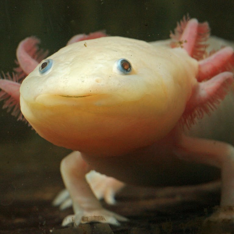 Ein Axolotl