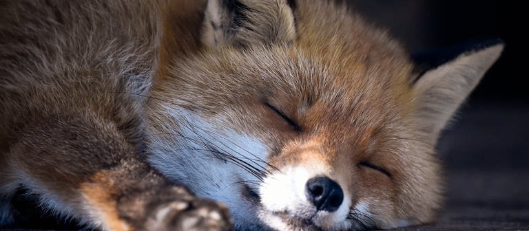 Ein Fuchs schläft (Foto: dpa Bildfunk, Picture Alliance)