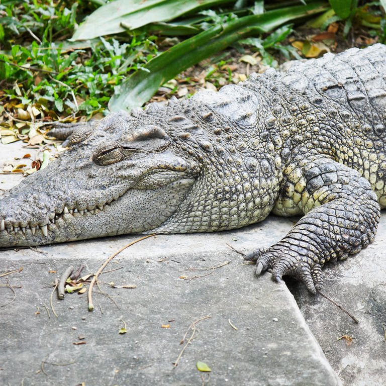 Ein Krokodil schläft.