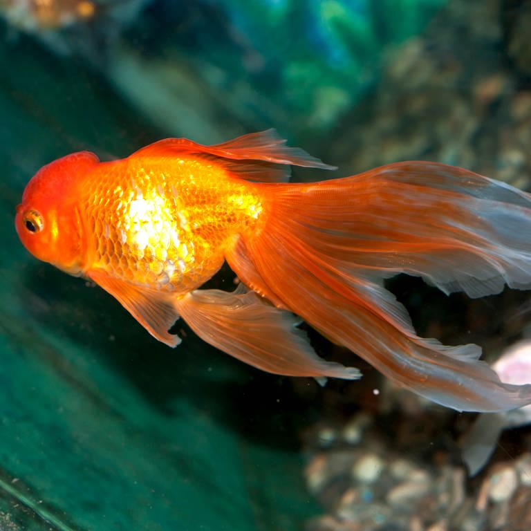 Ein Goldfisch im Wasser